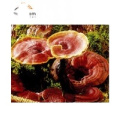 Free sample 10%-50% polysaccharides Ganoderma lucidum reishi mushroom extract powder